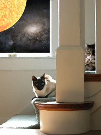 Gizmo and Madeline demonstrate parallax.
Copyright 2004 The Astrophysics Spectator. Cat painting.